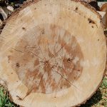 hickory log